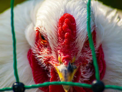 Осторожно — птичий грипп!