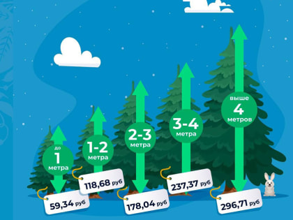 Как и где законно срубить живую елку