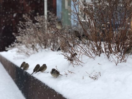 Внимание! МЧС предупредило уральцев о сильном снегопаде