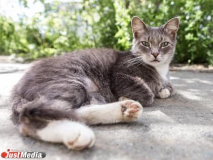 На Кипре погибли около 300 тысяч домашних и уличных кошек