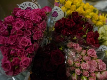 Ещё 10,5 млн клещей-энтомофагов поступило в Свердловскую область