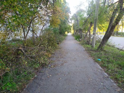 На Цветников подрезали яблони. Работы продолжаются