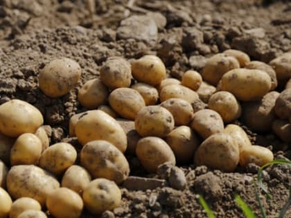 В Свердловской области поддержат производителей картошки и овощей
