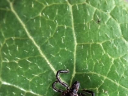 Осторожно клещи! Первоуральские педиатры призывают родителей быть осторожнее во время лесных прогулок