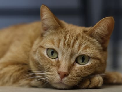 Ветеринарные врачи Свердловской области призвали вакцинировать животных от бешенства