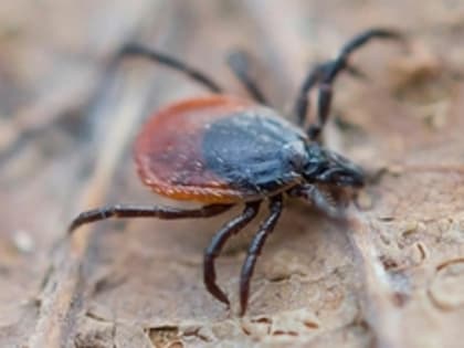 От клещей пострадали 21,5 тысячи свердловчан с начала сезона