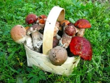 Семь причин чаще есть грибы: