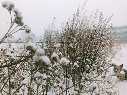 В Свердловской области ночью 8 мая выпал снег