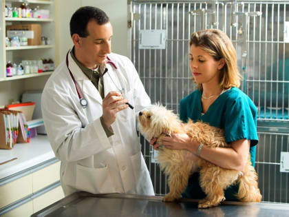 «Все лапы и хвосты в надежных руках!»