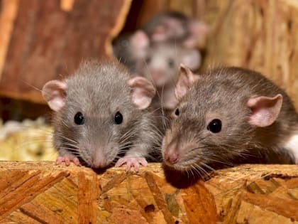 Вирусолог Центра Гамалеи: «Коронавирус по сравнению с оспой обезьян может оказаться детским лепетом, ее могут переносить крысы»