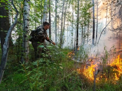 Арендаторов лесных участков, не предотвращающих пожары, смогут лишить договора аренды