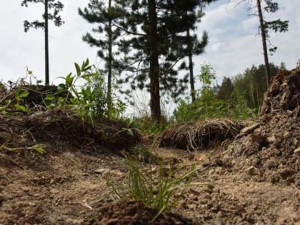 На Среднем Урале выявлен новый вредитель леса