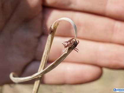 В Свердловской области от укусов клещей пострадали более 800 человек. Каменск-Уральский держится в топе опасных территорий