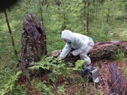 Порядка 300 тысяч доз вакцины против бешенства диких животных разложат в свердловских лесах