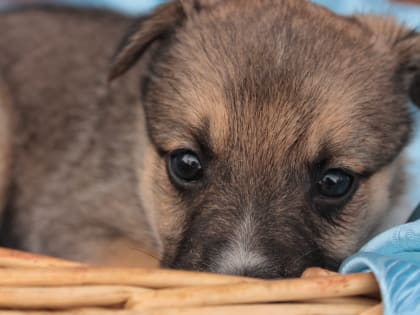 Полевской приют «Добрые руки» скоро будет раздавать щеночков. Присмотритесь!