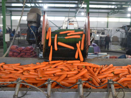 Господдержку на производство картофеля и овощей получат свердловские аграрии