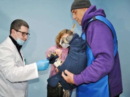 В Свердловскую область привезли спасать покалеченного человеком краснокнижного Орлана-белохвоста