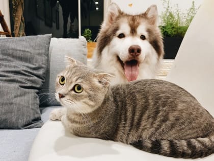 Домашних питомцев промаркеруют