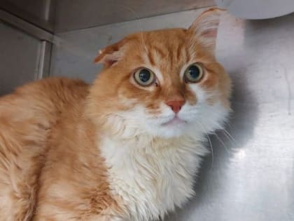 Свердловские зоозащитники требуют возбудить уголовное дело на блогера-живодера из Режа