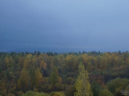 Мэрия Нижнего Тагила запретила горожанам ходить в лес