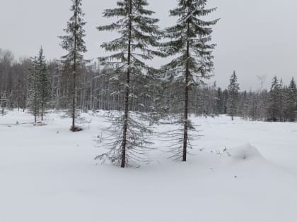 Впервые вся территория регионального лесного фонда Свердловской области обследуется с помощью космической съемки