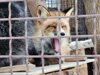 Бешеную лису нашли под Екатеринбургом и объявили вакцинацию