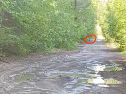 Рядом с Краснотурьинском замечен медвежонок. Граждан призывают воздержаться от поездки в эти места — рядом может быть агрессивная мать