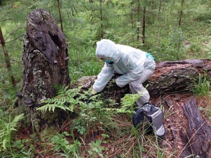 Животным в лесах Урала подбросят съедобную вакцину от бешенства