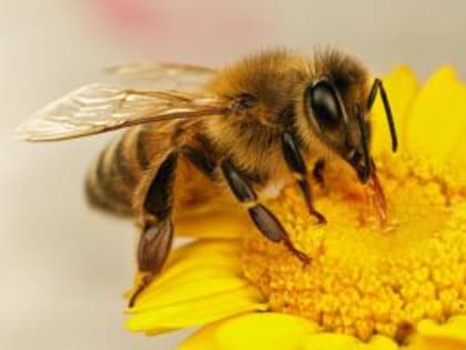 Информация: пчёлы П и А