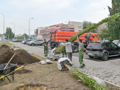 В Нижнем Тагиле высадили тополя, которые не дают пух