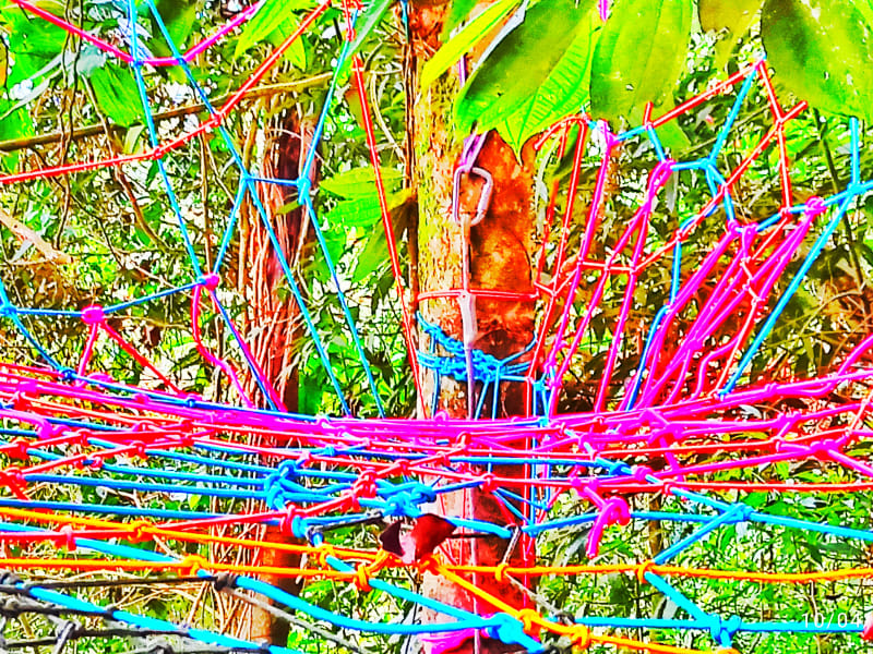 Detalle de la vegetación del entorno