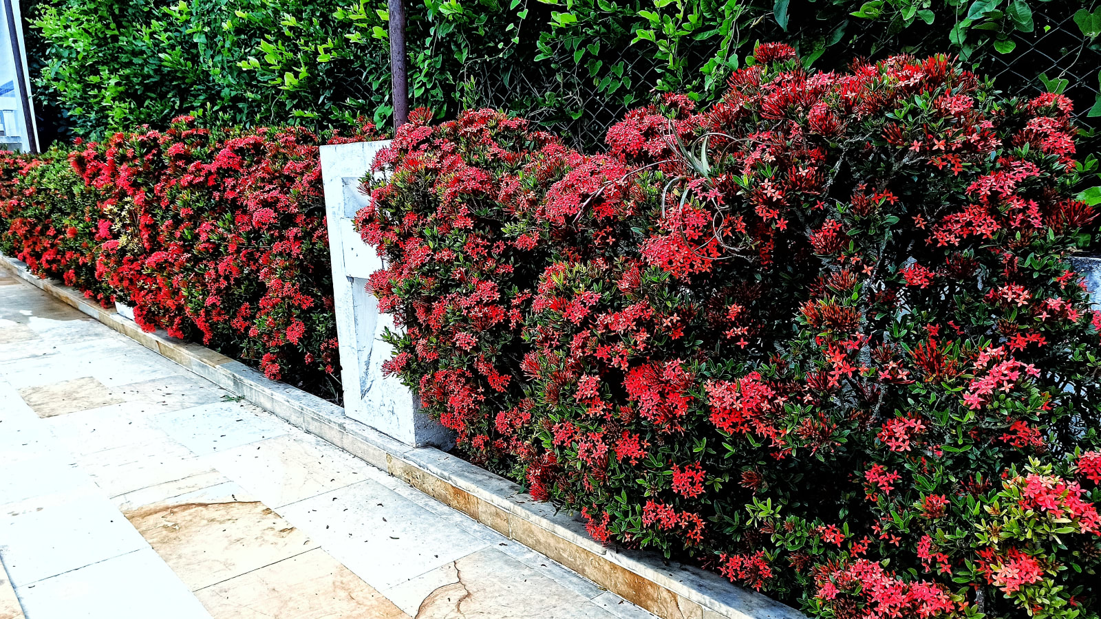 Setos con ixoras rojas en plena floración junto al sendero de piedra.