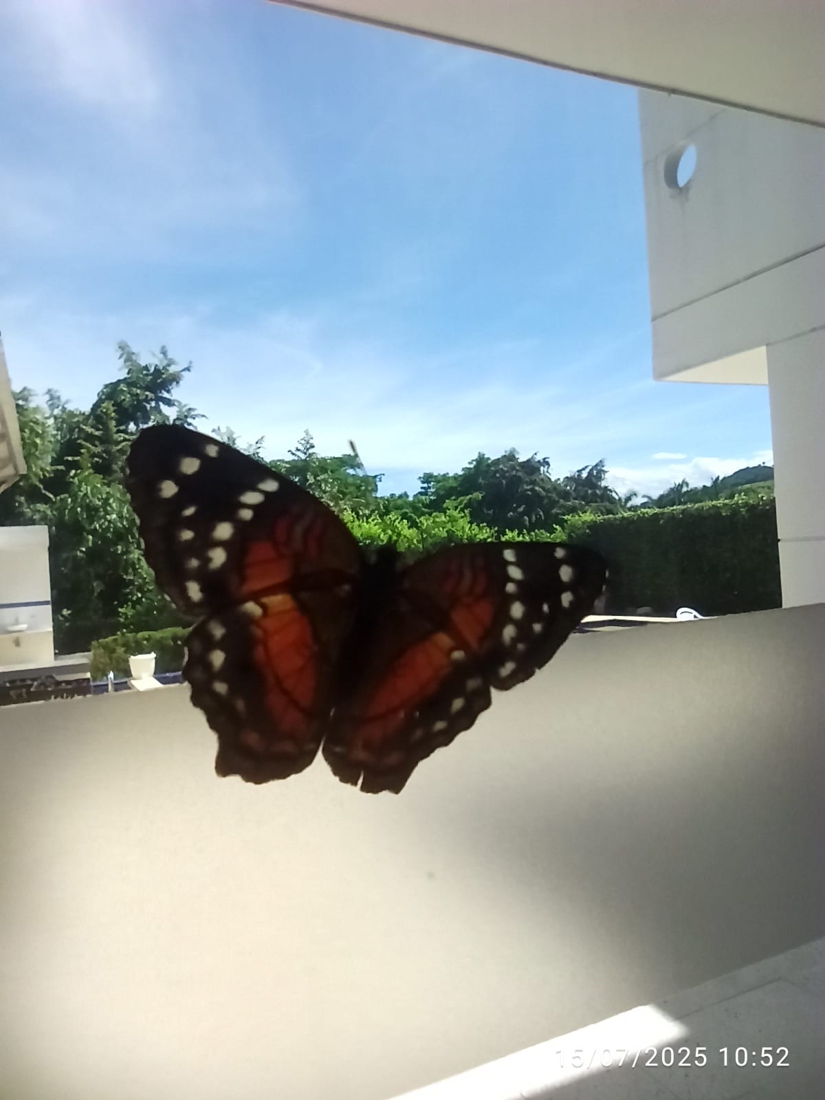 Una mariposa de alas naranjas y puntos blancos posada en la baranda, con el verde y el cielo al fondo.