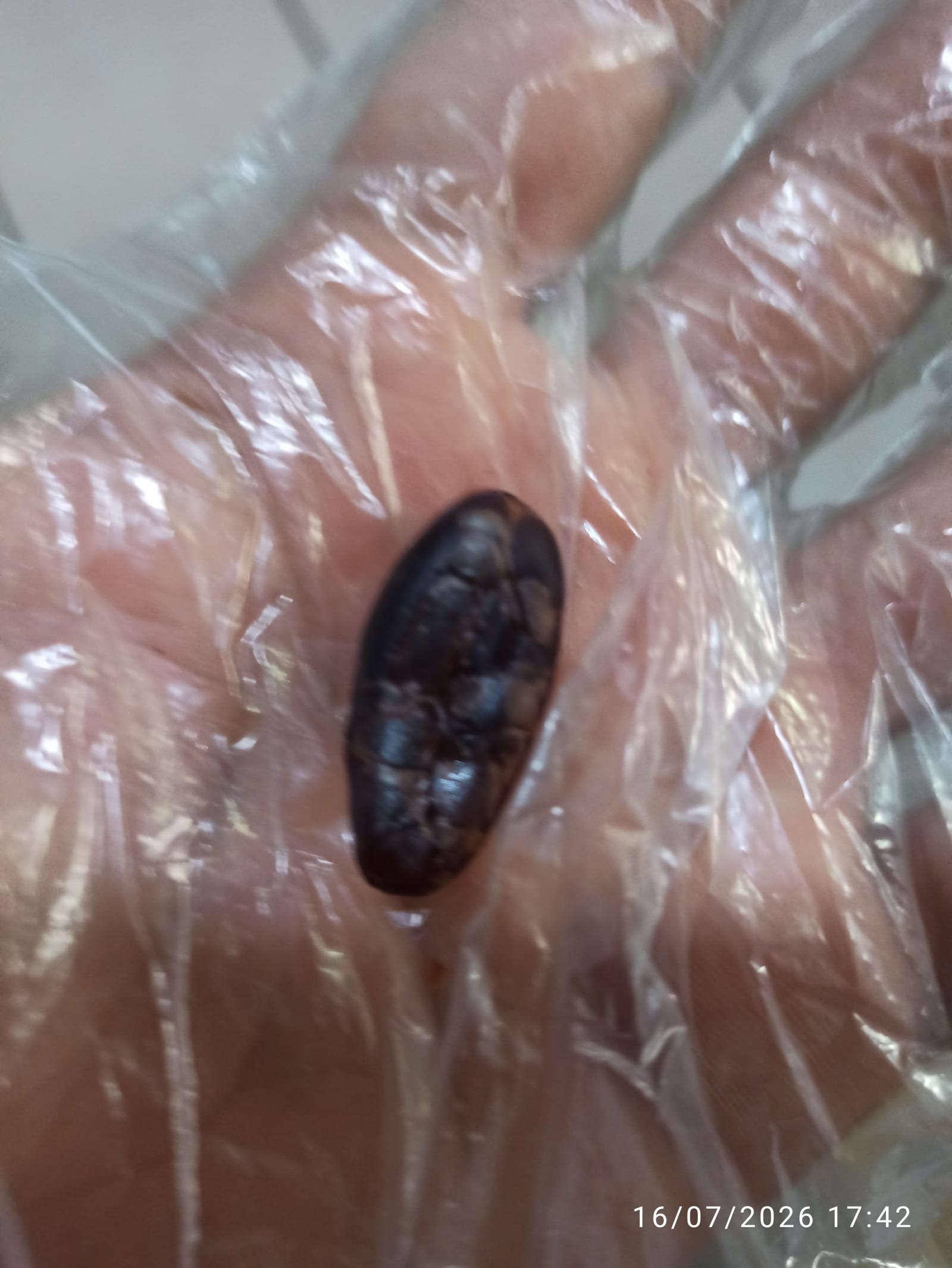 Uno de los siete granos, ya tostado, sostenido sobre una mano con guante.