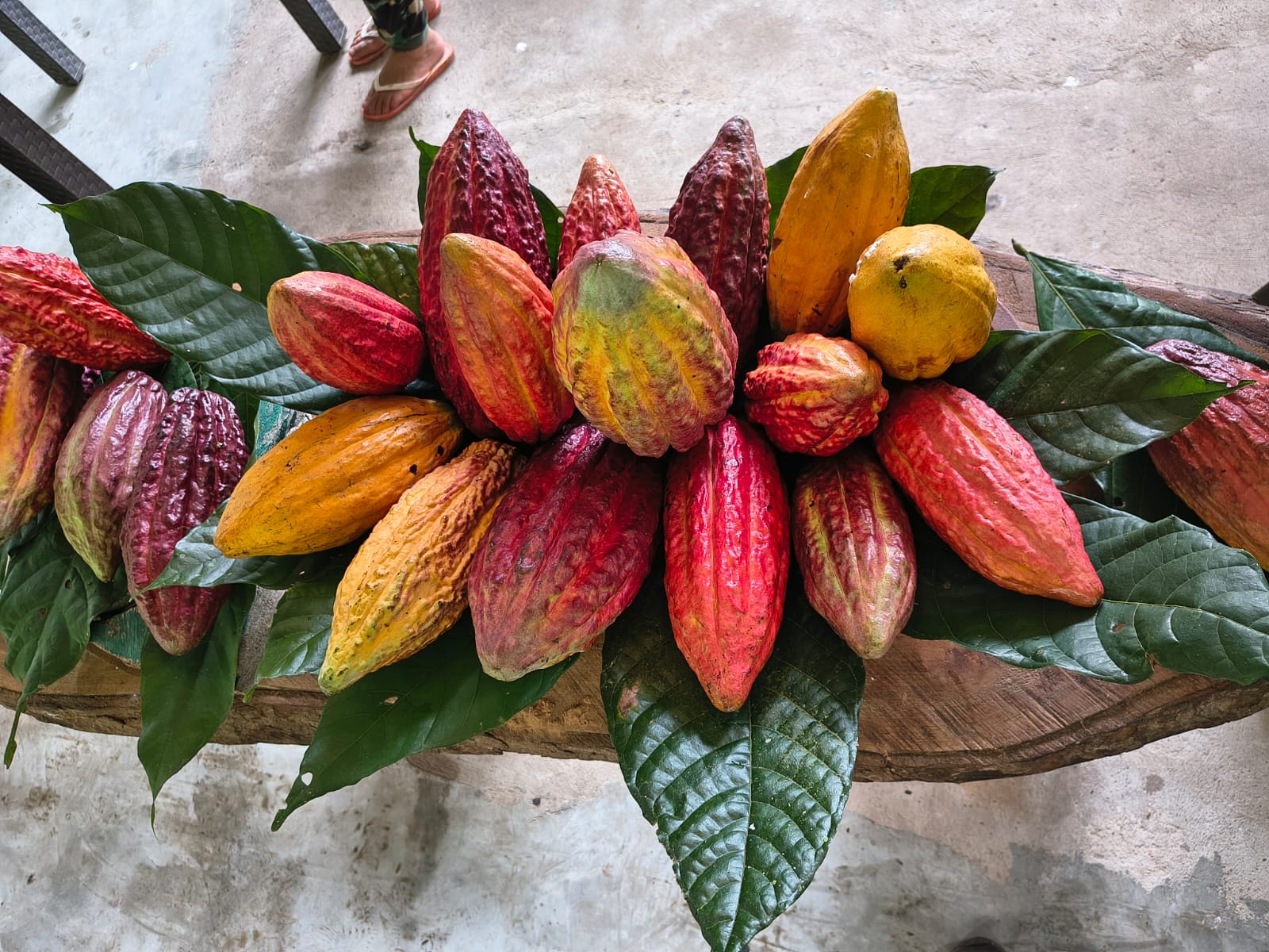 Mazorcas de cacao de varios colores dispuestas en abanico sobre hojas verdes.