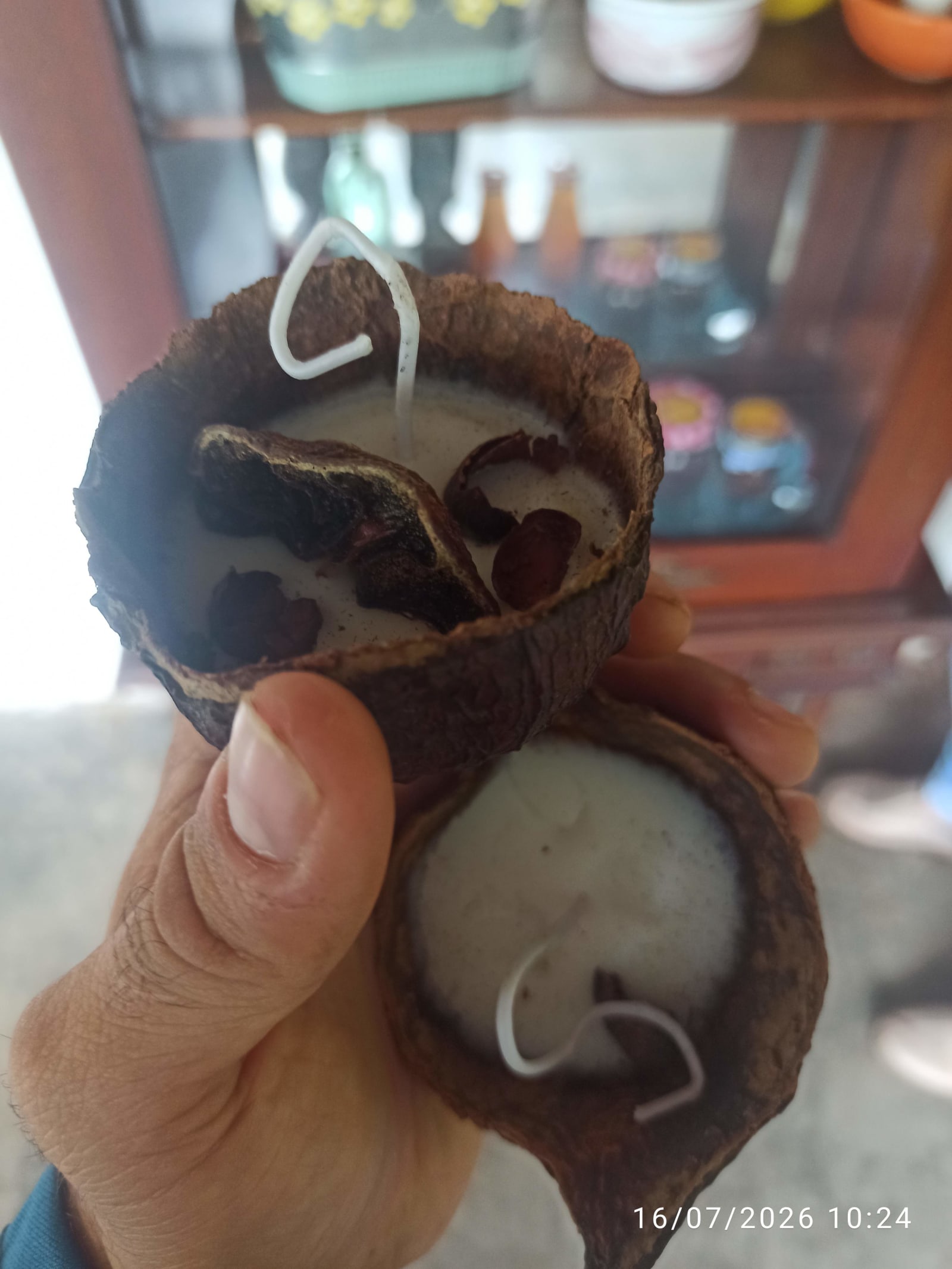 Detalle de la pulpa y las semillas de cacao recién extraídas de la mazorca.