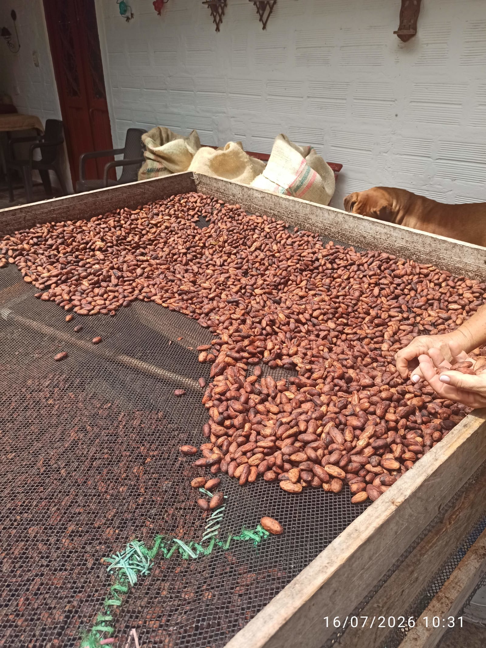 Granos de cacao fermentados, extendidos sobre una zaranda de malla para secar al sol.