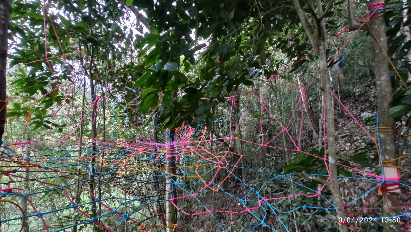 El dosel como ecosistema vivo