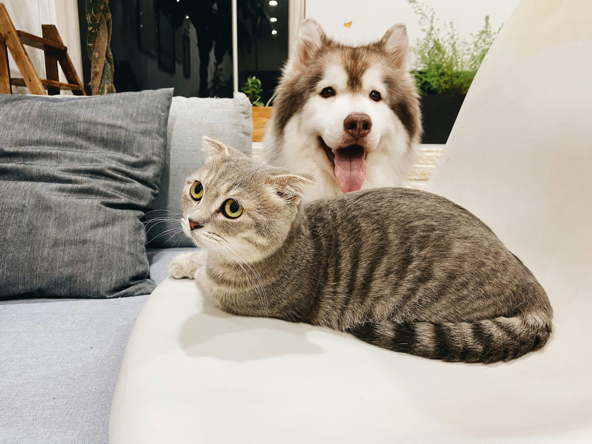 Bir kanepede yan yana duran tekir kedi ve malamut köpek