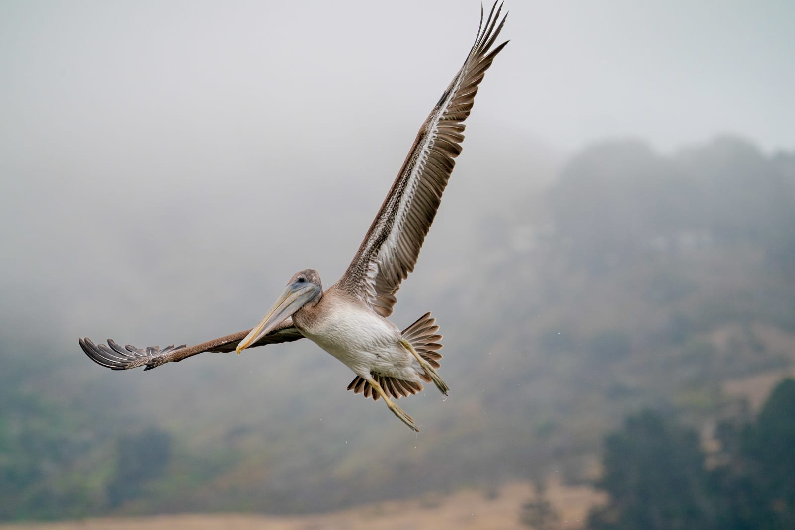 Brown Pelican