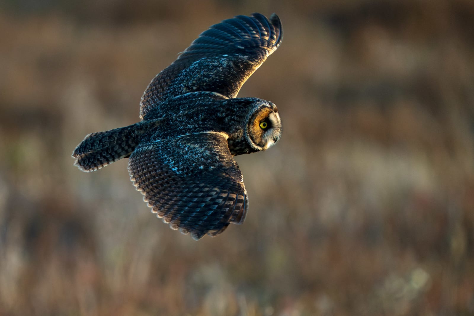 Long-eared Owl