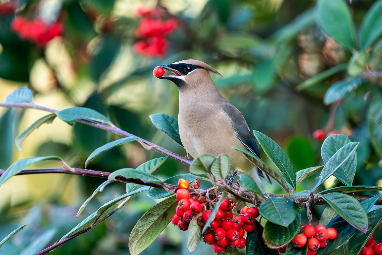 Cedar Waxwing