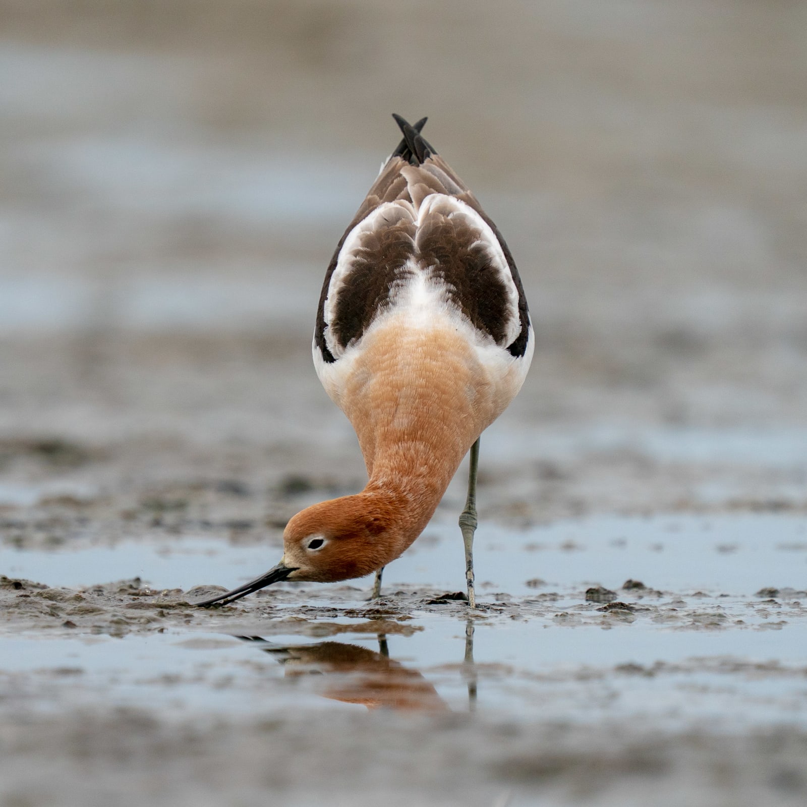 American Avocet