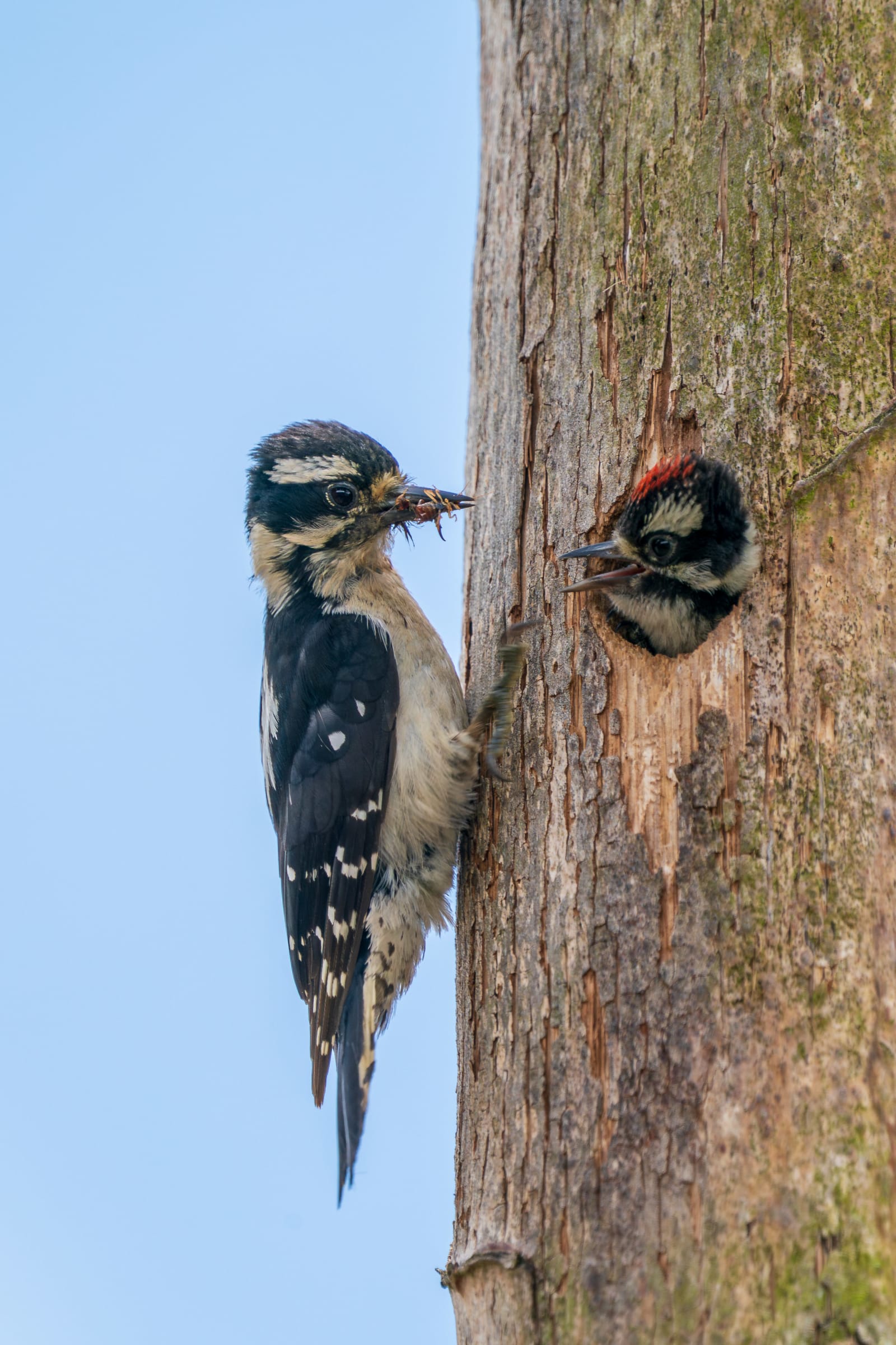 Downy Woodpecker