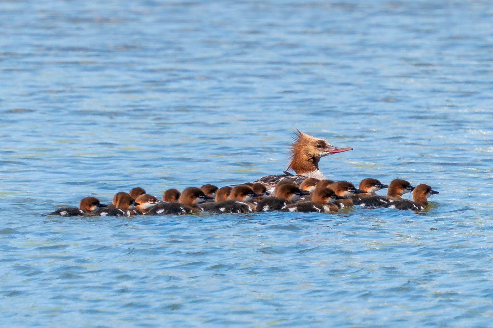 Busy mom