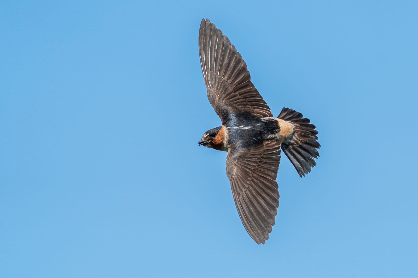 Cliff Swallow