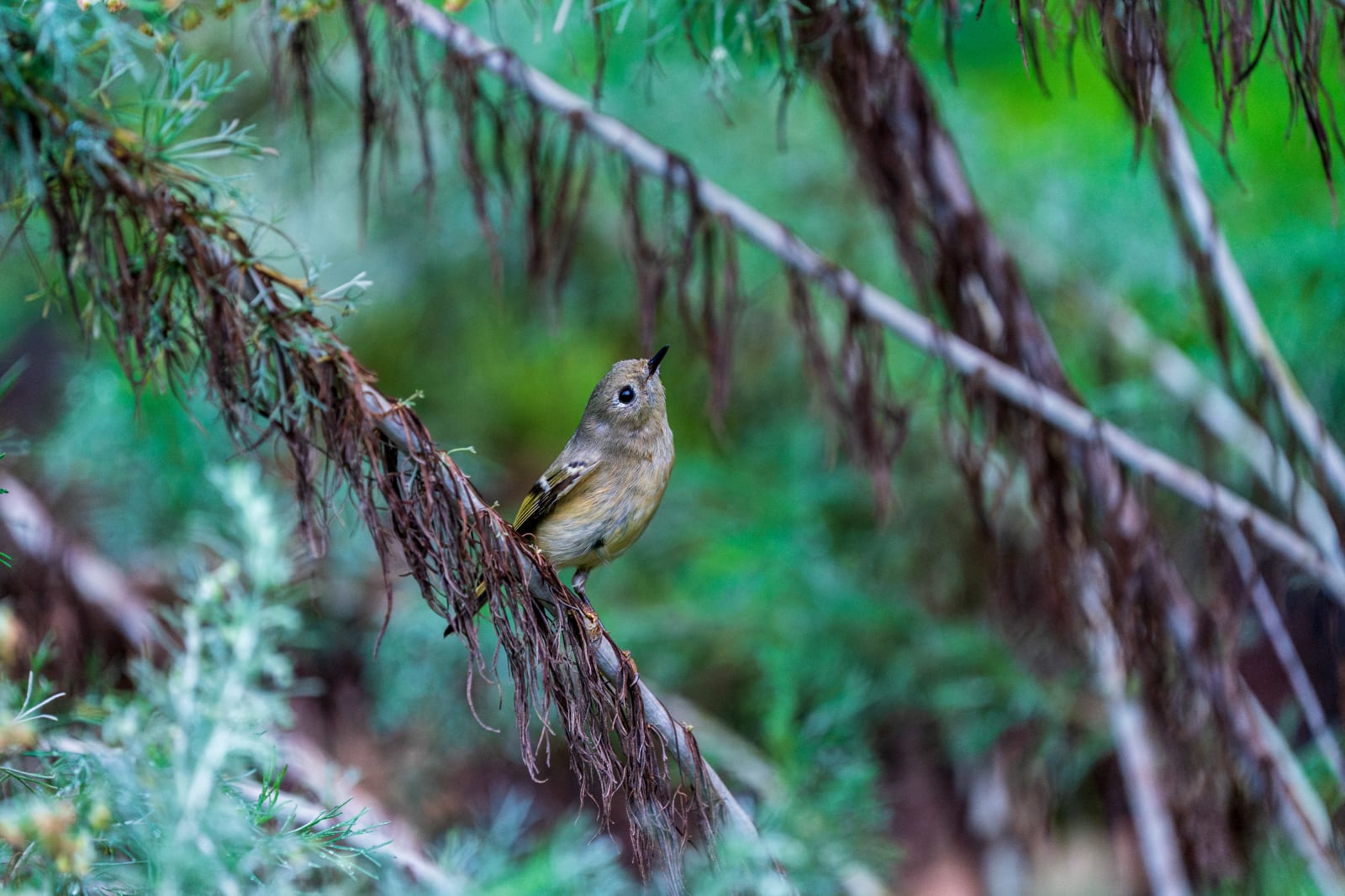 Ruby Crowned Kinglet