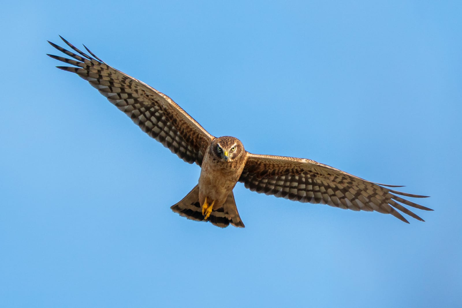 Northern Harrier