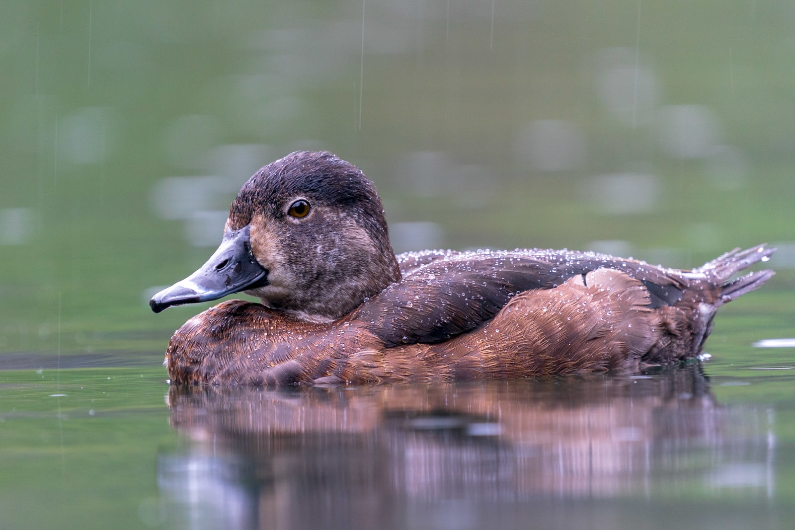 Ringed-neck Duck in the Rain