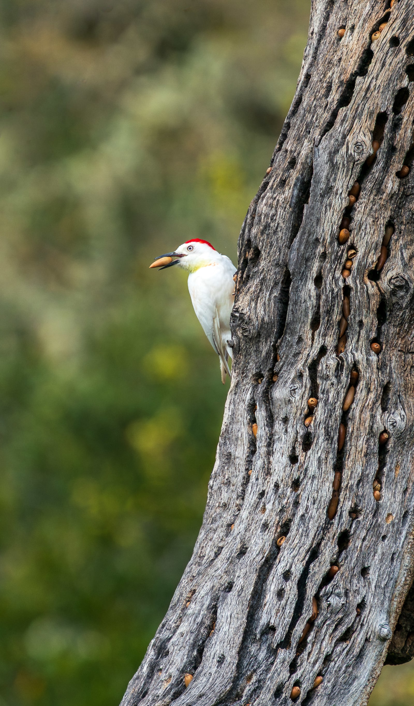 Leucistic Acorn Woodpecker